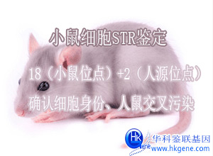 小鼠細胞鑒定